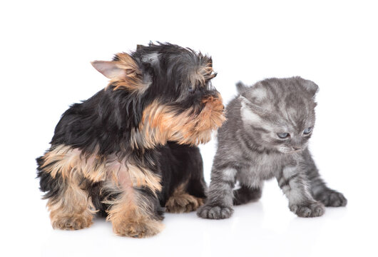 Playful Yorkshire Terrier puppy sniffs  kitten. Isolated on white background