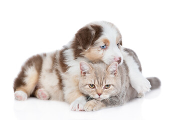 Fototapeta premium Fluffy Australian shepherd puppy embraces adult british cat. Isolated on white background