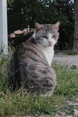 The gray white homeless cat in garden sitting on green glass.