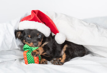 Toy terrier puppy wearing red santa's hat lies under blanket on a bed at home with gift box