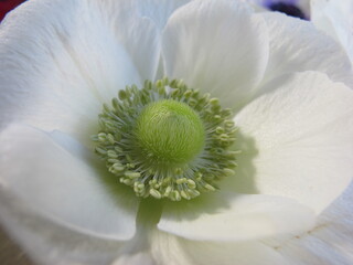 White bloom with green center