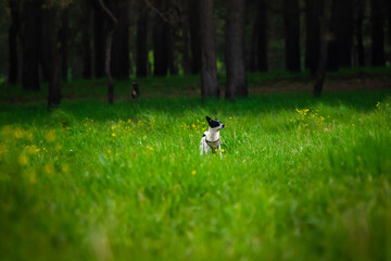 Obraz na płótnie Canvas The dog runs from the forest, the basenji walks