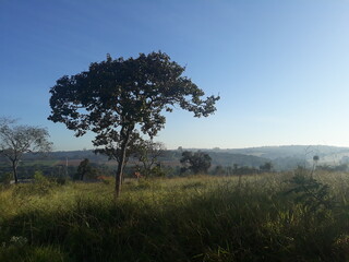 tree in the field