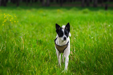 Basenji dog runs to the owner jumping on the green field