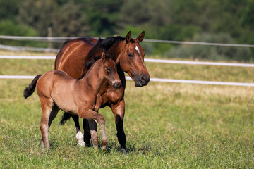Foal brown with his mother in the pasture, both go left to right across the pasture..