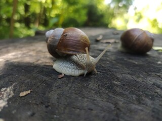 A snail in natural habitat