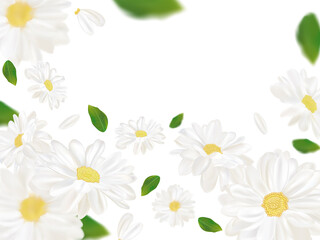 3D realistic chamomile with green leaf. White chamomile in motion. Beautiful flower background. Chamomile close up. Falling flower chamomile. Vector illustration
