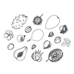 Flying exotic fruits on a white background. A sketch of food. Coconut, Physalis, mangosteen, pineapple, banana, jackfruit