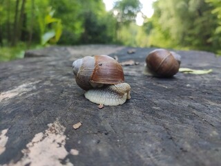 A snail in natural habitat