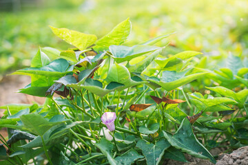 Sweet potato plant in farm.