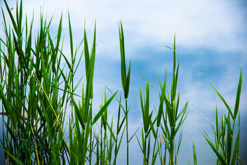 Sedge swamp grass on a background of water, a beautiful photo of nature