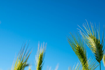 spikelets of wheat against the blue sky. close  up