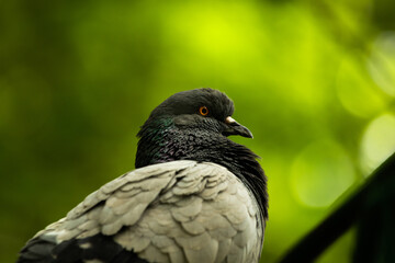 Dove closeup portrait on a green background, greens and foliage, summer