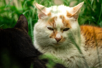 A cute couple of stray cats in the grass make love