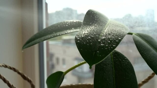 Hand with a spray gun sprays large ficus leaves, beautiful drops on the window