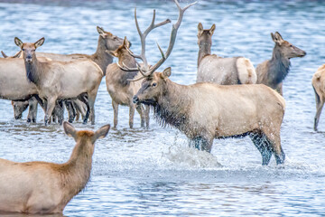 Bull Elk and Harem 