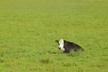 British Friesian cow