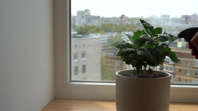 Coffee green tree is sprayed with a spray gun