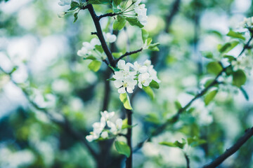 Blooming apple tree in the garden. Selective focus.