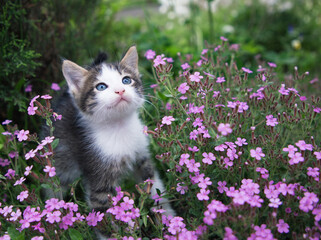 gray-white cute kitten with big blue eyes sits on a flower bed among many pink flowers and looks up. Cat's childhood, beautiful cards, harmony of nature