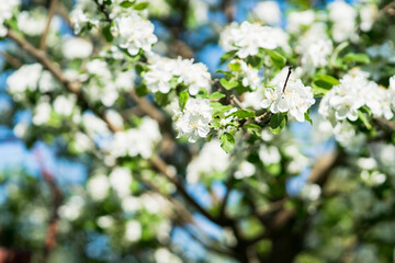 Blooming apple tree in the garden. Selective focus.