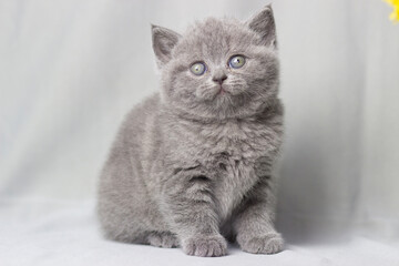 Fototapeta na wymiar British shorthair kitten posing on a gray background with dandelions