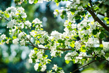 Blooming apple tree in the garden. Selective focus.