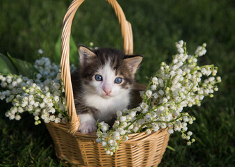 Fototapeta na wymiar little gray-white kitten with blue eyes sits in a wicker basket full of lilies of the valley. Cats of childhood, beautiful cards, harmony of nature, feline childhood, tenderness