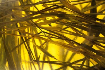 Fototapeta premium abstract golden background