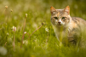 Naklejka na ściany i meble Ginger cat hiding in the yellow grass, a beautiful stray animal