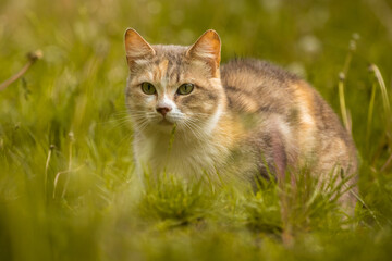 Naklejka na ściany i meble Ginger cat hiding in the yellow grass, a beautiful stray animal
