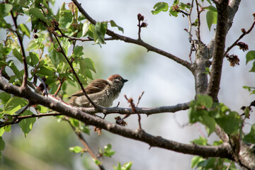 Wet sparrow on a tree