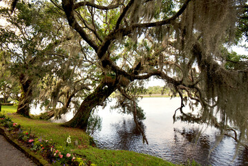Live oaks draped in Spanish moss leaning over the Ashley river near Charleston, South Carolina.