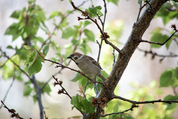 A brown sparrow eating on a tree