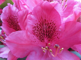 Rhododendron flower