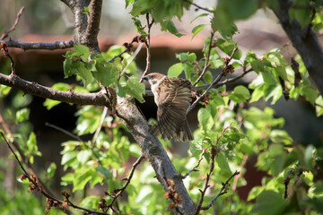 A brown sparrow landing  on a tree in a garden