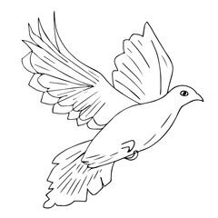 Flying dove sketch