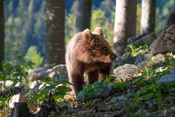 Cub of brown bear in te summer forest in natural habitat. Scientific name: Ursus Arctos Arctos. Summer green forest background.