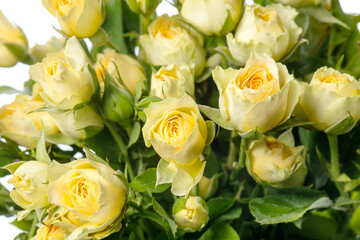 Tender yellow rose Bandolero. Close up beautiful flower isolated on white studio background. Design elements for cutting. Blooming, spring, summertime, tender leaves and petals. Copyspace.