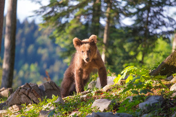 Cub of brown bear in te summer forest in natural habitat. Scientific name: Ursus Arctos Arctos. Summer green forest background.