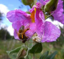 Crab spider hunting a bee