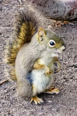 Canadian squirrel under Mount Robson and Whitehorn Mountain
