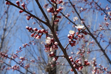 Buds and flowers of apricot tree against blue sky in April
