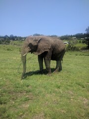 Elephant eating grass in the park