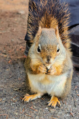 Canadian squirrel under Mount Robson and Whitehorn Mountain