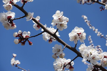 Cloudless blue sky and branches of blossoming apricot tree in April
