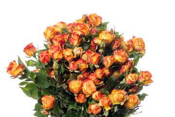 Bright roses Eyeliner. Close up beautiful flower isolated on white studio background. Design elements for cutting. Blooming, spring, summertime, tender leaves and petals. Copyspace.