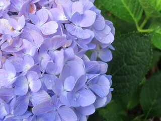 Obraz na płótnie Canvas blue hydrangea flower