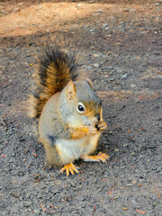 Canadian squirrel under Mount Robson and Whitehorn Mountain