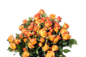 Bright roses Eyeliner. Close up beautiful flower isolated on white studio background. Design elements for cutting. Blooming, spring, summertime, tender leaves and petals. Copyspace.